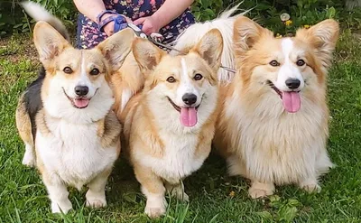 Вельш Корги Кардиган щенки/Welsh Corgi Cardigan puppy