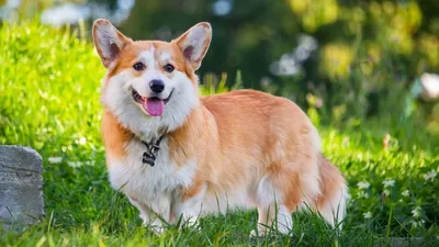 Вельш корги пемброк (Pembroke Welsh Corgi) - это жизнерадостная,  дружелюбная, умная порода собак. Фото, описание и отзывы.