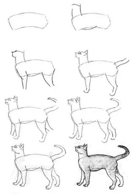 котик для срисовки | Kawaii cat drawing, Cute animal drawings kawaii,  Kawaii doodles