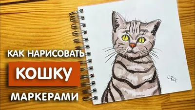 Раскраска Сибирская кошка | Раскраски кошек. Рисунки кошек, картинки кошек