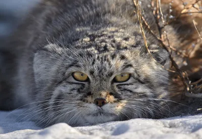 Сейшельская кошка, история породы, фото и внешний вид