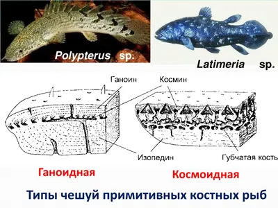 Интересные факты о костных рыбах | ЗооБлог