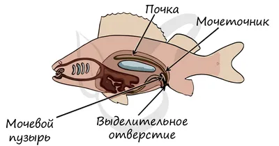 Рыбы. Общая характеристика. | ВКонтакте