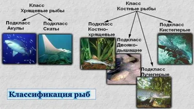 Презентация по биологии на тему \"Сравнительная характеристика хрящевых и костных  рыб\". 8-й класс