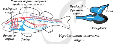 Открыто ископаемое, сочетающее признаки панцирных и костных рыб • Сергей  Ястребов • Новости науки на «Элементах» • Палеонтология, Эволюция