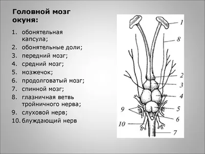 Пикабу - Обыкновенная луна-рыба, или рыба-солнце, или рыба-голова — вид  рода лун-рыбы одноимённого семейства. Это самые тяжёлые из современных костных  рыб. Достигают в длину трёх метров. Пост целиком на сайте Пикабу. Ссылка