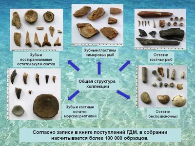 Позвонки костных рыб - Находки из разных мест, и разных периодов