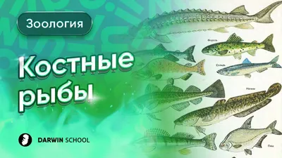 Плавала 200 миллионов лет назад: в Китае нашли древнейшую окаменелость рыбы  в мире - novosti-tehnologij - Техно