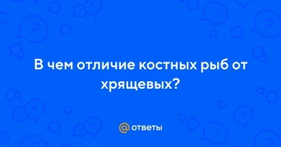 Класс Костные рыбы Osteichthyes - лекция | Sergey Pushkin - узнай больше |  Дзен