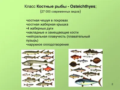 напишите, чем отличаются осетровые от остальных костных рыб - Школьные  Знания.com