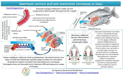 Самая крупная рыба (из класса костных) в мире