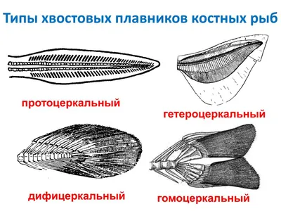 ПОМОГИТЕ СРОЧНО!!!! ДАЮ 20 Б сходства и различия хрящевых и костных рыб (В  ВИДЕ ТАБЛИЦЫ) - Школьные Знания.com