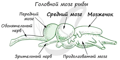 Систематика костных рыб - презентация онлайн