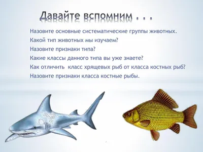 Рыбы и Рыбообразные (Fishes, Pisces). Сайт Фактистова Игоря