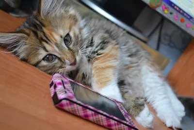 🇷🇺Россия 🐱кот 📱телефон» — создано в Шедевруме