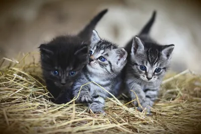 Что нужно для котенка в доме 🐈, список покупок в квартиру