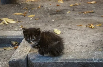 Котята с чувствительным пищеварением 🐱: принципы питания — ProPlan.ru