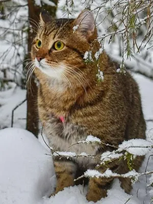 Пин от пользователя TwoGoneCoastal на доске Winter Cabin в 2023 г | Милые  котики, Кошки