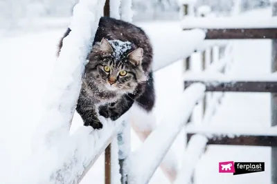 Кот Рэджинальд - Приют для кошек \"Муркоша\"