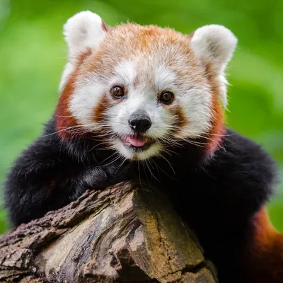 Red Panda