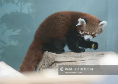 Западная Красная Панда (Ailurus Fulgens Fulgens), Также Известный Как  Непальской Красной Панды. Фотография, картинки, изображения и  сток-фотография без роялти. Image 67273093