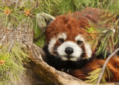 Сколько стоит красная панда, какая цена на живую панду в России. | Red  panda, Fluffy animals, Cute animals with funny captions