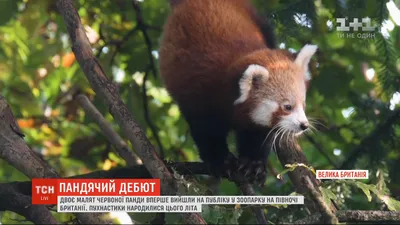 Воплощение мечты о выходных»: в Московском зоопарке показали отдых красной  панды