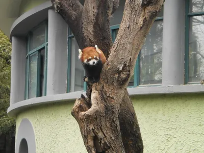 Красная панда (лат. Ailurus fulgens) , фотографии красной или малой панды