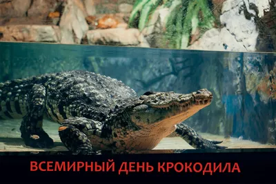 Череп Крокодила Hagen Exo-Terra Crocodile Skull купить в Москве по выгодной  цене в зоомагазине «Panteric»