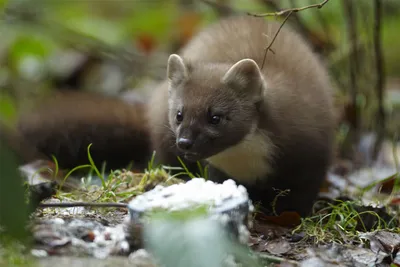 TAME MARTENS CUB - YouTube