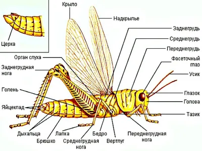 Кузнечики: кто они?