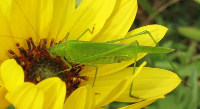 File:Нимфа зелёного кузнечика (лат. Tettigonia viridissima).JPG - Wikimedia  Commons