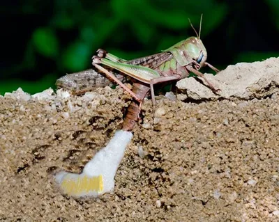 Вести с полей. Линька у кузнечиков.🦗