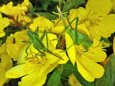 Вести с полей. Линька у кузнечиков.🦗