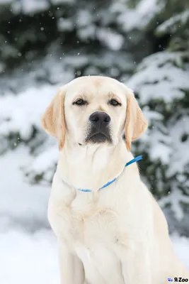 Вибір свого лабрадора – \"La casa de Maria\" labradors