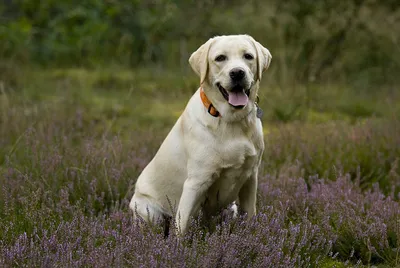 Больше не черный: почему нос лабрадора зимой становится розовым - Pets