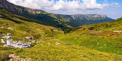 Рододендроны Лагонаки | Пикабу