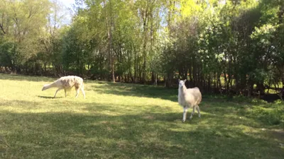 Лама: фото и описание, чем отличается от альпаки, где живут ламы, чем  кормить