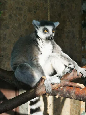 Семья С Хвостом Лемура, Мать И Мальчик (Lemur Catta) Фотография, картинки,  изображения и сток-фотография без роялти. Image 82285574