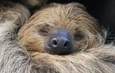 Двупалый ленивец im Zoo Rostock erleben