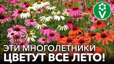 Букет полевых цветов в вазе \"Васильковое лето\" – заказать на Ярмарке  Мастеров – NEDFYRU | Композиции, Волгоград