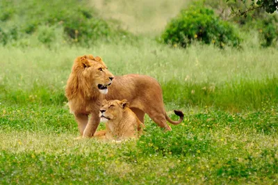 Картинки по запросу лев и львица любовь | Lion love, Lion couple, Animals