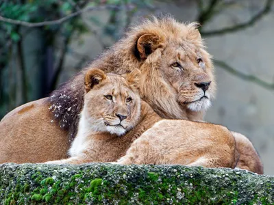 Lions Love black and white' Poster, picture, metal print, paint by mk  studio | Displate