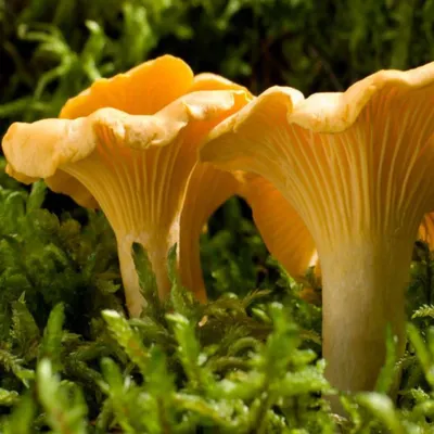 Лисичка обыкновенная (Cantharellus cibarius) – Грибы Сибири