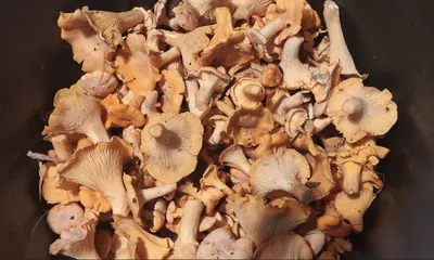 Сушеные лисички (Cantharellus cibarius) - la boutique du champignon