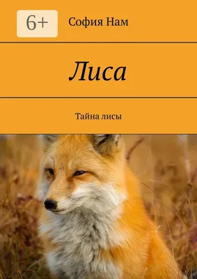 В Бурятии дикие лисы стали в большом количестве выходить к людям без опаски