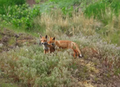 Рейс лисы. Прыгающие лисица лисицы Red Fox изолированной на белом фоне.  Оранжевый животное шубы зимой. Лиса в скачке Стоковое Фото - изображение  насчитывающей пуща, льдед: 206248054