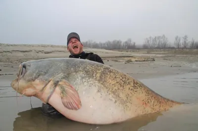 HUGE sea monster filmed in parts of Alaska - YouTube