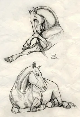 Realistic Horse Drawings