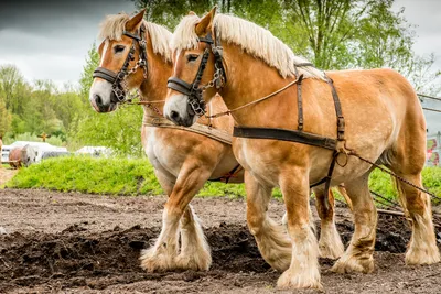 98 Стр. 2 часть \"Приключения\" комикс Horse Age/Эпоха лошадей на русском  читать онлайн на сайте Авторский Комикс